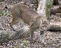 Bobcat photos. Picture. Image. Portrait. Close-up profile view. Licking nose. Foraging in field