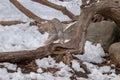 A bobcat playing with a mouse on a log during Winter