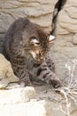 Bobcat playing with weeds