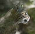 Bobcat Portrait Royalty Free Stock Photo