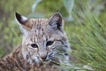 Bobcat lynx cat portrait wildlife Royalty Free Stock Photo