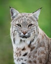 Bobcat portrait against green background Royalty Free Stock Photo