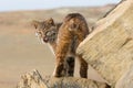 Bobcat portrait Royalty Free Stock Photo