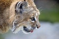 Bobcat portrait Royalty Free Stock Photo