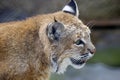 Bobcat portrait Royalty Free Stock Photo