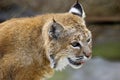 Bobcat portrait Royalty Free Stock Photo