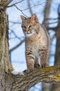 Bobcat portrait Royalty Free Stock Photo