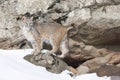 Bobcat posing in the snow Royalty Free Stock Photo