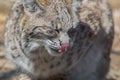 Bobcat profile closeup cute with tongue licking nose Royalty Free Stock Photo