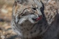 Bobcat profile closeup cute with tongue licking nose Royalty Free Stock Photo