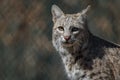 Bobcat profile in early spring Royalty Free Stock Photo