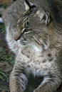 Bobcat profile