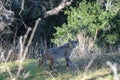 Bobcat on the prowl in California