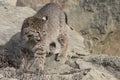 Bobcat on the prowl of food