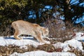 Bobcat on prowl