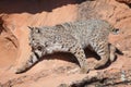 Bobcat in red rock desert of Southern Utah Royalty Free Stock Photo