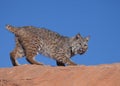 Bobcat on red sandstone boulder with blue sky in the background Royalty Free Stock Photo