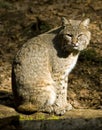 Bobcat Relaxing North American Mammal Felidae Cat Royalty Free Stock Photo