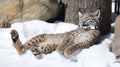 Bobcat relaxing in snowy habitat, winter sun Royalty Free Stock Photo