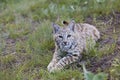 Bobcat feline lynx cat animal wildlife grass Royalty Free Stock Photo