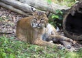Bobcat at rest Royalty Free Stock Photo