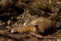 Bobcat resting in forest