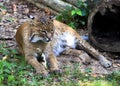 Bobcat resting in grass