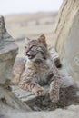 Bobcat resting on rock in vertical picture