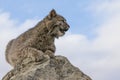 Bobcat resting on top of rock Royalty Free Stock Photo