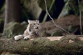 Bobcat resting on the wood