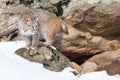 Bobcat on rocky ledge Royalty Free Stock Photo