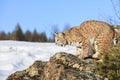 Bobcat on rocky ledge