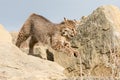 Bobcat running with legs up