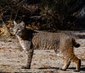 Bobcat Profiile in Yosemite Valley