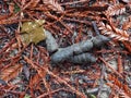 Bobcat Scat In Redwoods Royalty Free Stock Photo