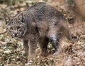 A Bobcat on the prowl.