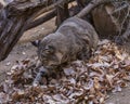 Bobcat in the leaves