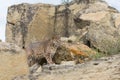 Bobcat searching for prey