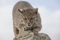 Bobcat sharpening claws on rock Royalty Free Stock Photo