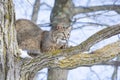 Bobcat sharpening his claws on tree branch Royalty Free Stock Photo
