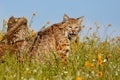 Bobcat sitting in a grass with flowers Royalty Free Stock Photo