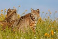 Bobcat sitting in a grass with flowers Royalty Free Stock Photo