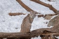 A bobcat sitting on a log during Winter