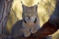 bobcat sitting on tree branch, its eyes peaking