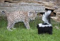 Bobcat and skunk Royalty Free Stock Photo