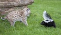 Bobcat and skunk