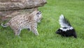 Bobcat and skunk Royalty Free Stock Photo