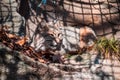 Bobcat sleeping in the sun at the John Ball Zoo in Grand Rapids Michigan