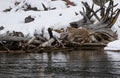 Bobcat sneaking along river edge Royalty Free Stock Photo