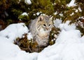 Bobcat in the snow.